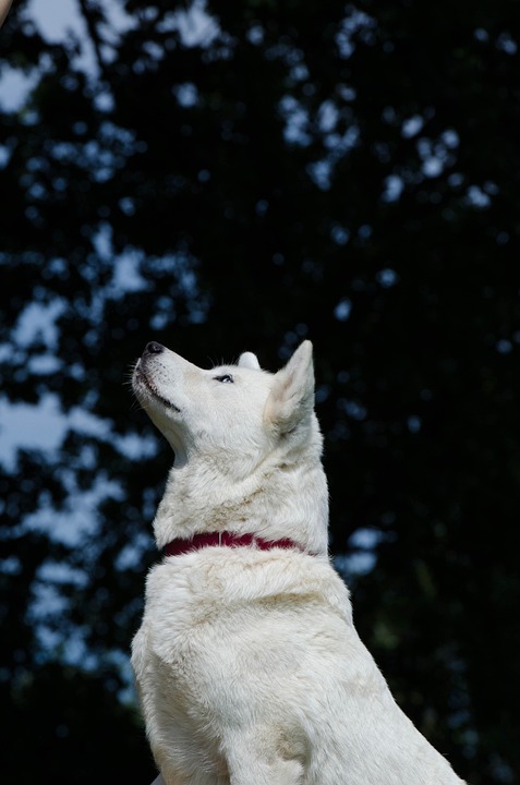 Krásná akita inu. 