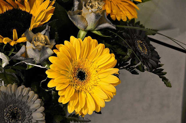 žlutá gerbera